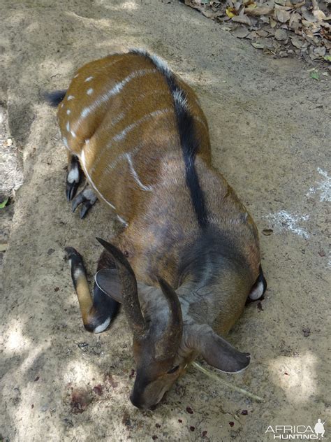 Harnessed Bushbuck | AfricaHunting.com