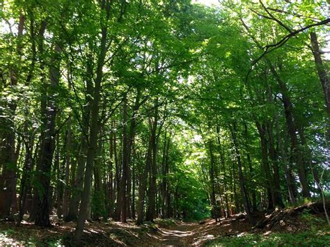 Ancient beech forest Germany | Sophie's World Travel Inspiration