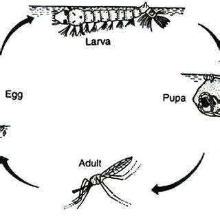 Anopheles Gambiae Life Cycle