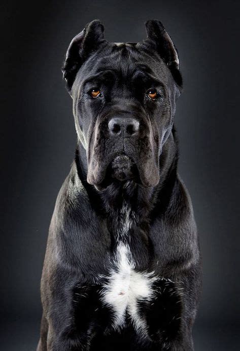 140 Cane Corso my new breed ideas | cane corso, corso dog, cane corso dog