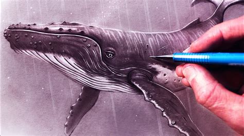 Humpback Whale Drawing