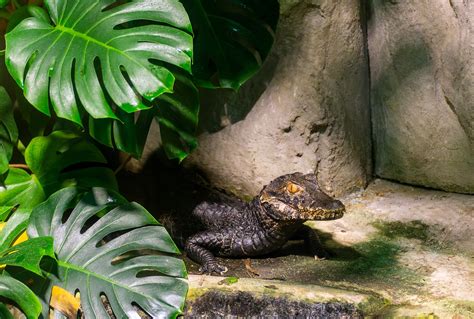 Caiman Species Wildlife - Free photo on Pixabay - Pixabay