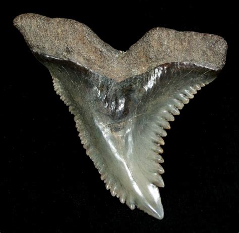 1.38" Hemipristis Shark Tooth Fossil (#4323) For Sale - FossilEra.com