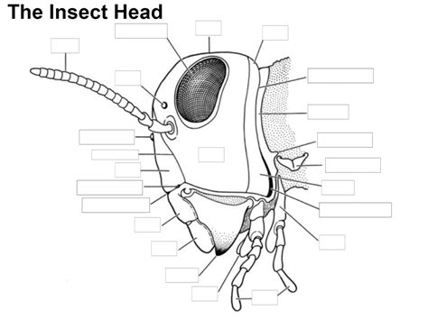 Insect Anatomy - Head Diagram | Quizlet