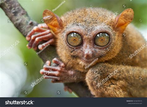 Tarsier Images, Stock Photos & Vectors | Shutterstock