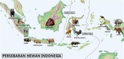 PERSEBARAN FLORA dan Fauna di Indonesia (Barat, Tengah & Timur ...