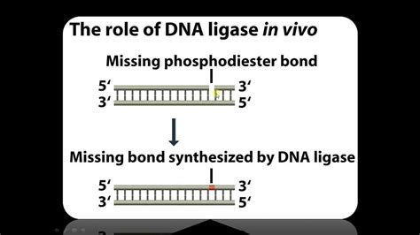 Dna Ligase