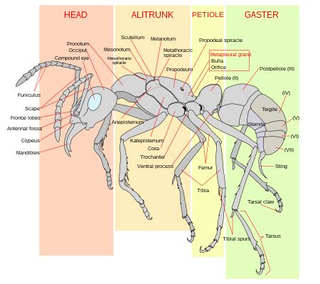 Torace - Thorax - xcv.wiki