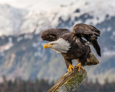 Weißkopfseeadler - Bald eagle - xcv.wiki