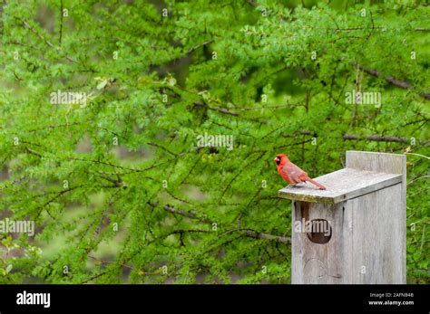 Cardinal nest hi-res stock photography and images - Alamy