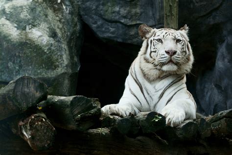 White Tiger Hd Images - Infoupdate.org