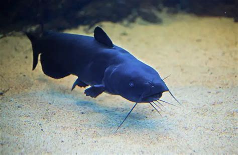 Bullhead - Description, Habitat, Image, Diet, and Interesting Facts