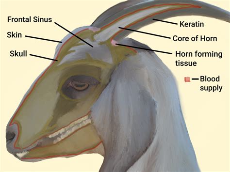 Heads, Horns, and Hierarchy - Backyard Goats