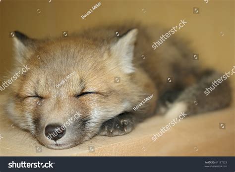 A Little Baby Red Fox Sleeping Stock Photo 61137523 : Shutterstock