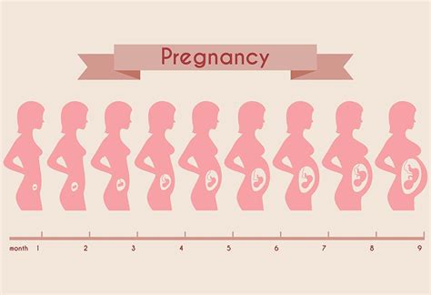 Pregnancy Belly Pictures - Week by Week