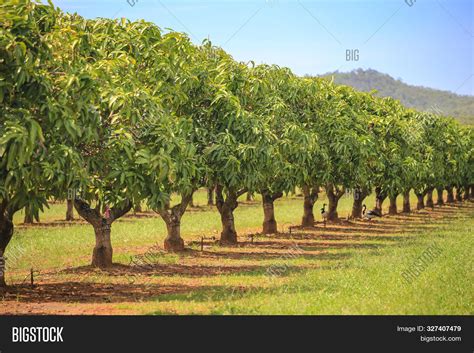 Mango Trees On Farm. Image & Photo (Free Trial) | Bigstock