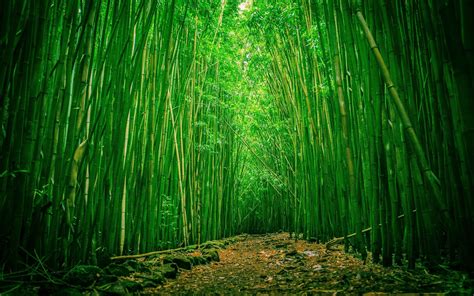 Bamboo Forest Wallpapers - Top Free Bamboo Forest Backgrounds ...