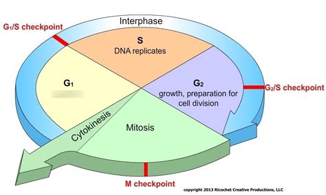 Cell Cycle Diagram