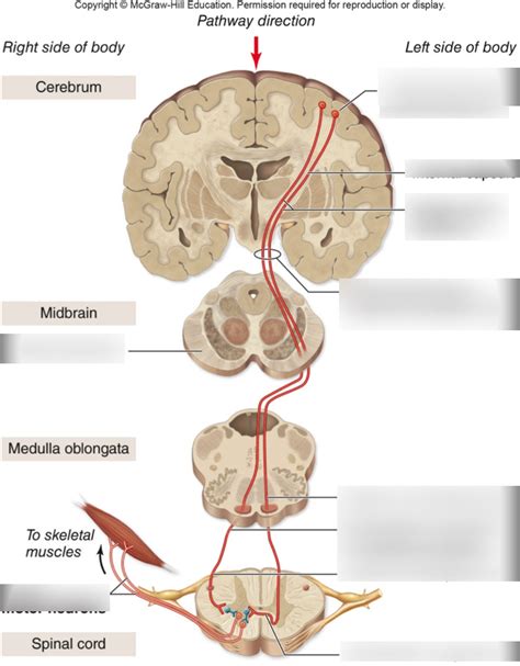 Corticospinal Tract Pathway