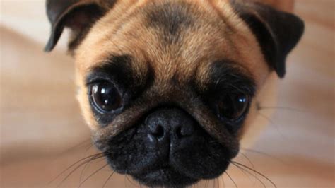 Causes and Treatment for Dry Nose in Dogs | PetMD