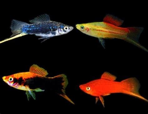 Assorted Swordtail Aquarium Fish | Arizona Aquatic Gardens