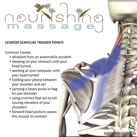 Levator Scapulae Trigger Point Release and Stretch - Nourishing Massage