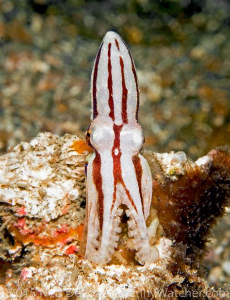 Lembeh 2015 Portfolio - Part 2 | The Blenny Watcher Blog