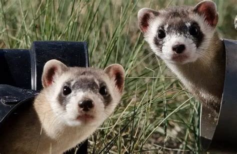 Black-Footed Ferret - Description, Habitat, Image, Diet, and Interesting Facts