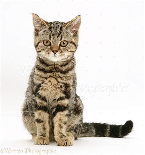 British Shorthair tabby kitten photo WP29556