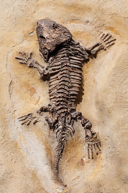 Dinosaur, Lizard, Fossil, Old, Ancient, Stone, Nature - by PublicDomainPictures on PIXABAY ...