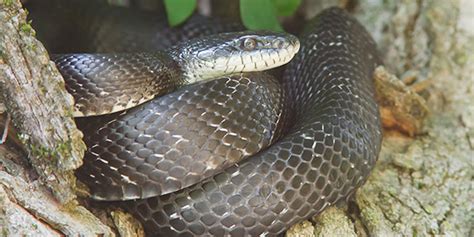 Eastern Rat Snake | National Wildlife Federation