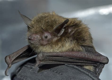 Little Brown Bat (Myotis lucifugus) | North Carolina Bat Working Group