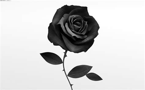 Black Rose Wallpapers Images Photos Pictures Backgrounds