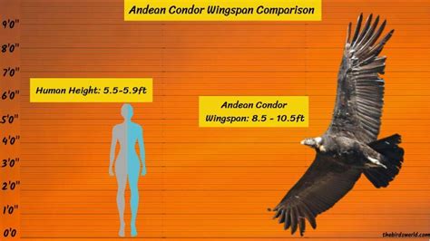 Andean Condor Wingspan: How Big Is It Compared To Others?