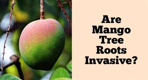 Are Mango Tree Roots Invasive? (Understanding the Impact and Management)