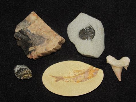 Examples Of Petrified Fossils