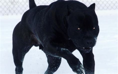 Scary Dogs: The Scariest Dog Breeds In The World (+Photos)