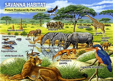 Tropical Savanna - BIOME101