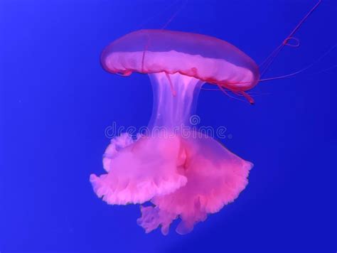 Big Pink Jellyfish Background, Marine Photography, Sea Nature Stock Photo - Image of live, water ...