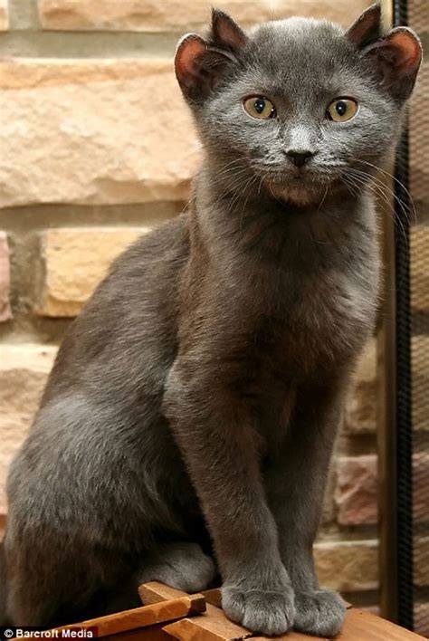 A Rare Cat Born With Four Ears; Yoda His Name Is » TwistedSifter