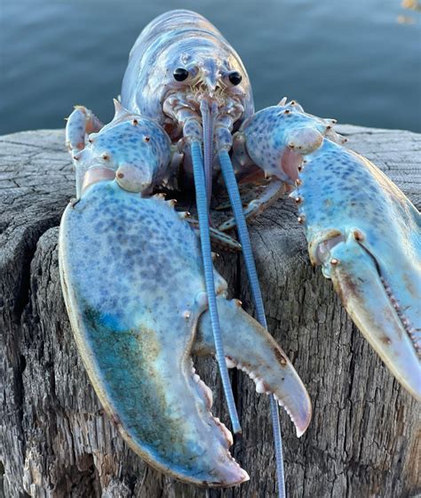 Blue Lobster Named Haddie | Blue Lobster | Know Your Meme