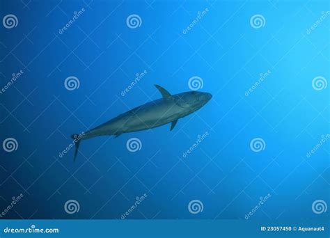 Dogtooth tuna stock photo. Image of open, dogtooth, life - 23057450