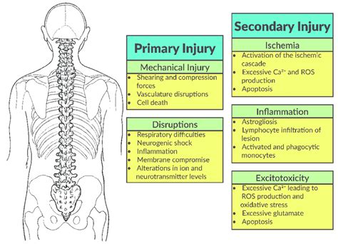 The Spinal Cord Injury (SCI) Cascade is comprised of both a primary and... | Download Scientific ...