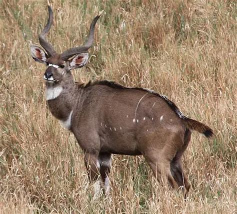 Mountain Nyala – Tragelaphus buxtoni - Ground Mammals