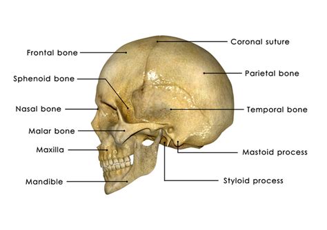 HUman Skull - Parents Accused