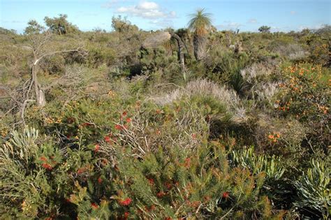 South-Australian shrubland [IMAGE] | EurekAlert! Science News Releases