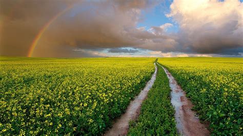 Yellow Canola Field Wallpapers - Wallpaper Cave