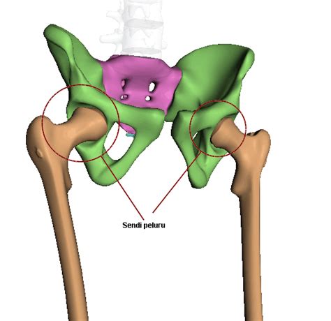 Sendi peluru pada tulang paha - kependidikan.com
