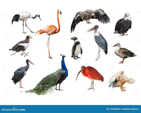 A Collage of Birds from Different Continents Stock Photo - Image of swan, marabou: 72598540