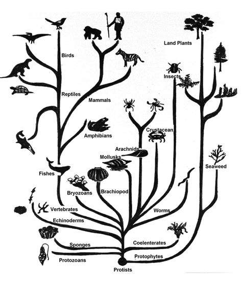 Darwin's Theory Of Evolution Diagram